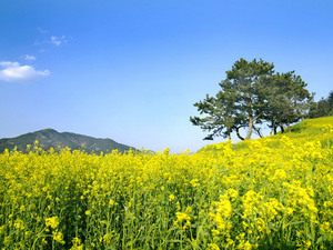 A4_245210.봄 꽃 새싹 나무 산 진달래