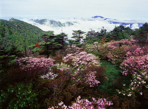 gcom_2750.봄 꽃 새싹 나무 산 진달래