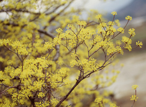 gcom_5192.봄 꽃 새싹 나무 산 진달래